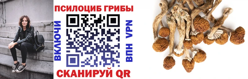 Галлюциногенные грибы Psilocybe kraken ссылки Каргополь закладки